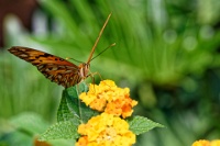 DSC 1593  Jardin des Papillons